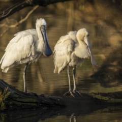 Platalea regia (Royal Spoonbill) at Bega, NSW - 11 Jul 2023 by trevsci