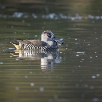 Malacorhynchus membranaceus (Pink-eared Duck) at Bega, NSW - 12 Jul 2023 by trevsci