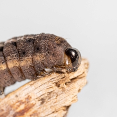 Perginae sp. (subfamily) (Unidentified pergine sawfly) at Jerrabomberra, NSW - 29 Jul 2023 by MarkT