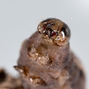 Perginae sp. (subfamily) at Jerrabomberra, NSW - suppressed