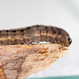 Perginae sp. (subfamily) at Jerrabomberra, NSW - suppressed