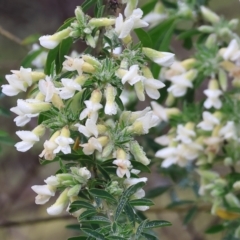 Chamaecytisus palmensis (Tagasaste, Tree Lucerne) at West Albury, NSW - 30 Jul 2023 by KylieWaldon