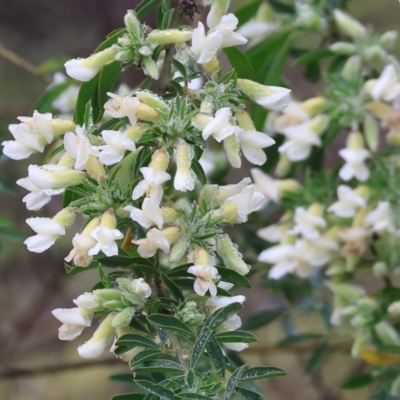 Chamaecytisus palmensis (Tagasaste, Tree Lucerne) at West Albury, NSW - 30 Jul 2023 by KylieWaldon