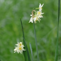 Narcissus jonquilla (Jonquil) at West Albury, NSW - 30 Jul 2023 by KylieWaldon