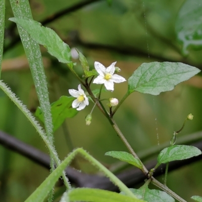 Solanum nigrum (Black Nightshade) at West Albury, NSW - 30 Jul 2023 by KylieWaldon