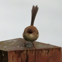 Malurus cyaneus (Superb Fairywren) at West Albury, NSW - 30 Jul 2023 by KylieWaldon