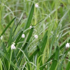 Leucojum aestivum (Summer Snowflake or Snowbell) at West Albury, NSW - 30 Jul 2023 by KylieWaldon