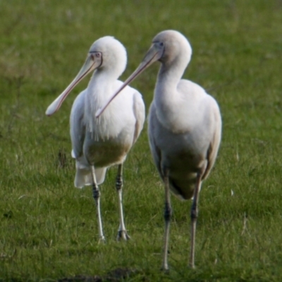 Platalea flavipes (Yellow-billed Spoonbill) at Table Top, NSW - 30 Jul 2023 by PaulF