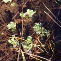 Unidentified Other Fresh Water Plant at Mongarlowe, NSW - 30 Jul 2023 by LisaH