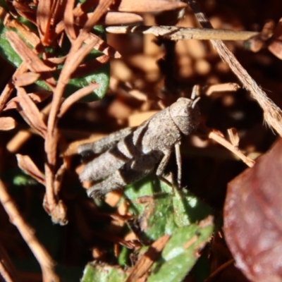 Acrididae sp. (family) (Unidentified Grasshopper) at Mongarlowe, NSW - 30 Jul 2023 by LisaH