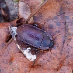 Pterohelaeus planus (Pie dish beetle) at Mongarlowe, NSW - 30 Jul 2023 by LisaH