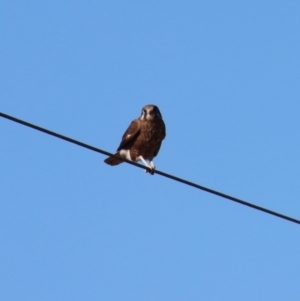 Falco berigora at Braidwood, NSW - 30 Jul 2023