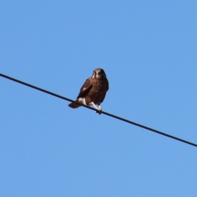 Falco berigora (Brown Falcon) at Braidwood, NSW - 30 Jul 2023 by LisaH