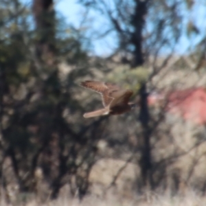 Falco berigora at Braidwood, NSW - 30 Jul 2023