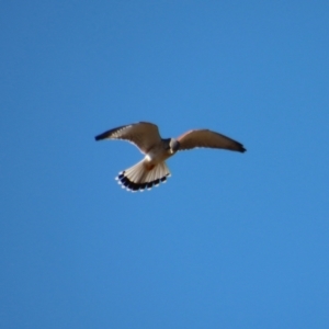 Falco cenchroides at Larbert, NSW - suppressed