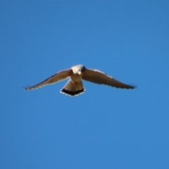 Falco cenchroides at Larbert, NSW - suppressed