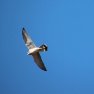 Falco cenchroides at Larbert, NSW - suppressed