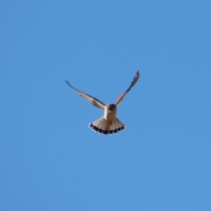 Falco cenchroides at Larbert, NSW - suppressed