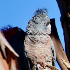 Callocephalon fimbriatum at Hughes, ACT - suppressed