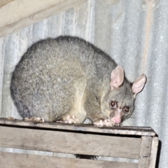 Trichosurus vulpecula (Common Brushtail Possum) at QPRC LGA - 30 Jul 2023 by MatthewFrawley