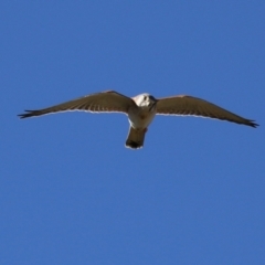 Falco cenchroides (Nankeen Kestrel) at Symonston, ACT - 30 Jul 2023 by RodDeb