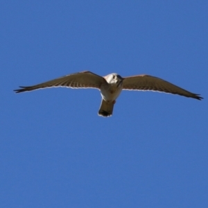 Falco cenchroides at Symonston, ACT - 30 Jul 2023 01:21 PM