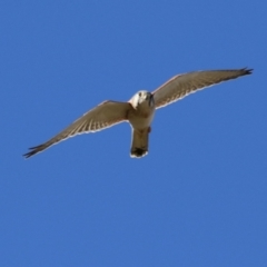 Falco cenchroides at Symonston, ACT - 30 Jul 2023 01:21 PM