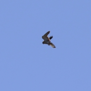 Falco cenchroides at Symonston, ACT - 30 Jul 2023 01:21 PM