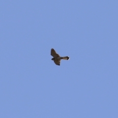 Falco cenchroides at Symonston, ACT - 30 Jul 2023 01:21 PM