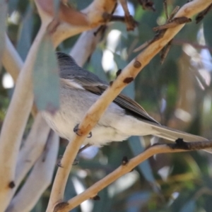 Pachycephala pectoralis at Symonston, ACT - 30 Jul 2023