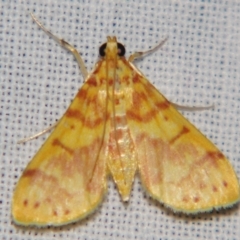 Conogethes haemactalis (A Crambid moth (Spilomelinae) at Sheldon, QLD - 11 May 2007 by PJH123
