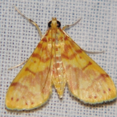 Conogethes haemactalis (Spilomelinae) at Sheldon, QLD - 11 May 2007 by PJH123