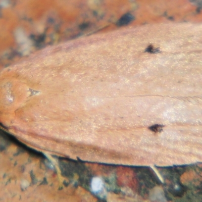 Euprionocera geminipuncta (Twinspot Hornmoth) at Sheldon, QLD - 11 May 2007 by PJH123