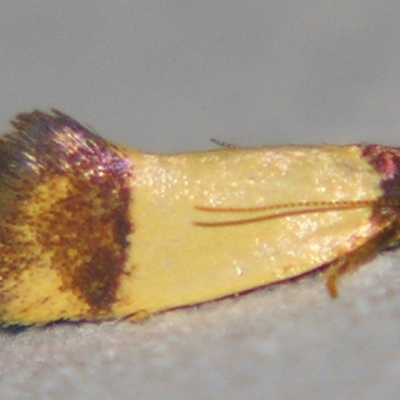 Coesyra (genus) at Sheldon, QLD - 11 May 2007 by PJH123