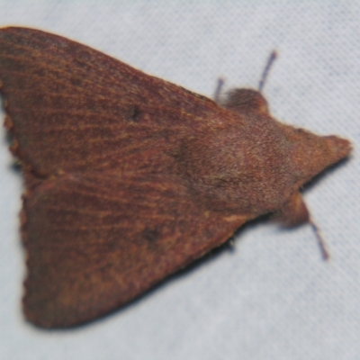 Pararguda crenulata (Lappett moth or Snout moth) at Sheldon, QLD - 11 May 2007 by PJH123