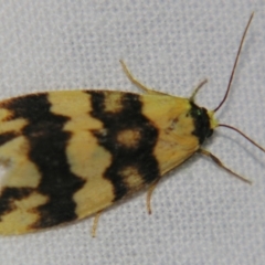 Termessa diplographa (Lithosiinae) at Sheldon, QLD - 11 May 2007 by PJH123