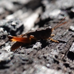 Phaulacridium vittatum at Rendezvous Creek, ACT - 10 May 2023 10:46 AM