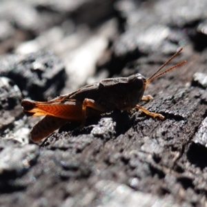 Phaulacridium vittatum at Rendezvous Creek, ACT - 10 May 2023 10:46 AM