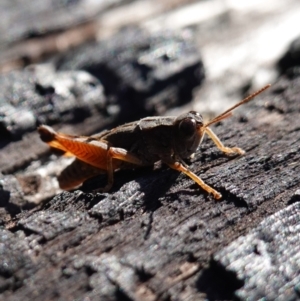 Phaulacridium vittatum at Rendezvous Creek, ACT - 10 May 2023 10:46 AM