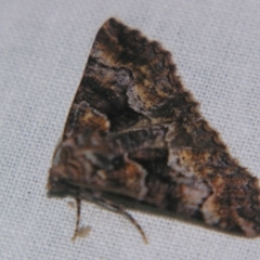 Gastrina cristaria (Wave-lined Geometrid) at Sheldon, QLD - 18 May 2007 by PJH123