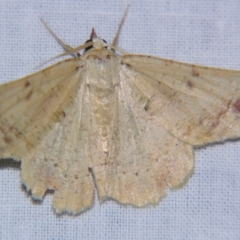 Aeolochroma quadrilinea (A Geometer moth (Geometrinae)) at Sheldon, QLD - 18 May 2007 by PJH123