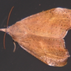 Hyblaea ibidias (A Teak moth (Hyblaeidae family).) at Sheldon, QLD - 18 May 2007 by PJH123