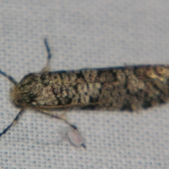 Lepidoscia euryptera (A case moth) at Sheldon, QLD - 18 May 2007 by PJH123