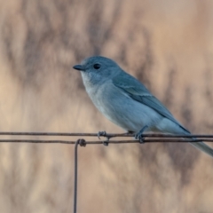 Pachycephala pectoralis (Golden Whistler) at Chapman, ACT - 29 Jul 2023 by Chris Appleton