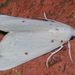 Plesanemma fucata (Lemon Gum Moth) at Sheldon, QLD - 18 May 2007 by PJH123