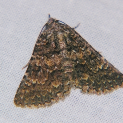 Praxis dirigens (An Erebid moth) at Sheldon, QLD - 18 May 2007 by PJH123