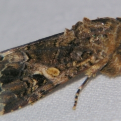 Spodoptera mauritia (Lawn Armyworm) at Sheldon, QLD - 18 May 2007 by PJH123