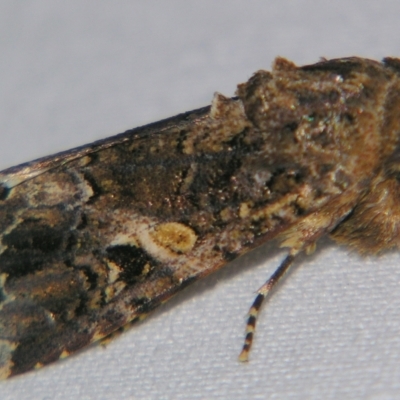 Spodoptera mauritia (Lawn Armyworm) at Sheldon, QLD - 18 May 2007 by PJH123