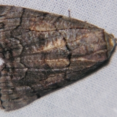 Stibaroma undescribed species (A Line-moth) at Sheldon, QLD - 18 May 2007 by PJH123