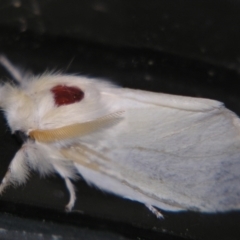 Trichiocercus sparshalli (Sparshall's Moth) at Sheldon, QLD - 18 May 2007 by PJH123